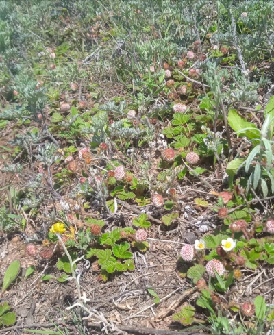 野草莓