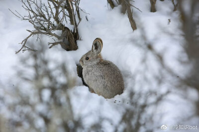 哥伦比亚盆地侏儒兔（Columbia Basin Pygmy Rabbit）