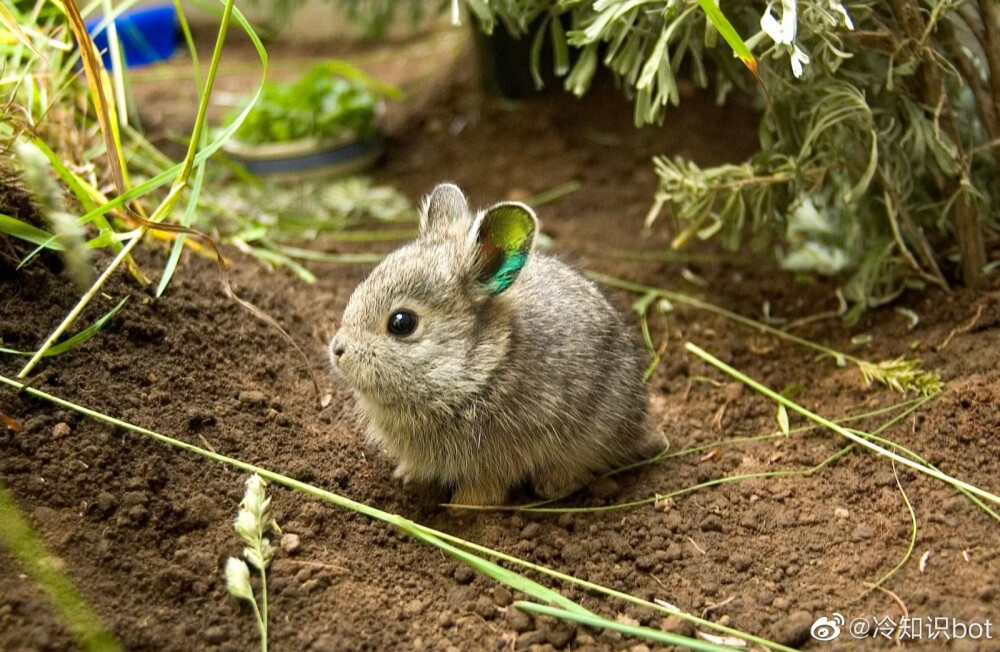 哥伦比亚盆地侏儒兔（Columbia Basin Pygmy Rabbit）