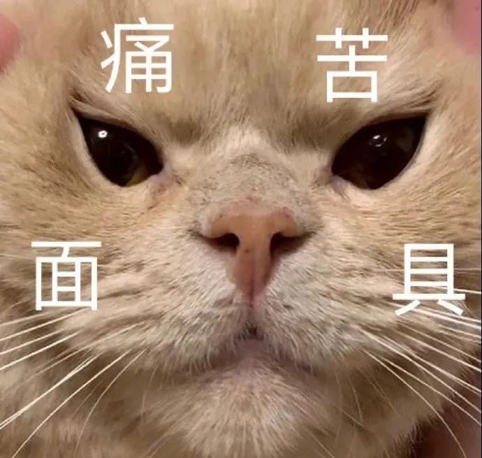 猫猫表情包