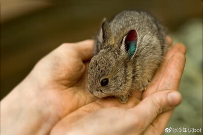 哥伦比亚盆地侏儒兔（Columbia Basin Pygmy Rabbit）