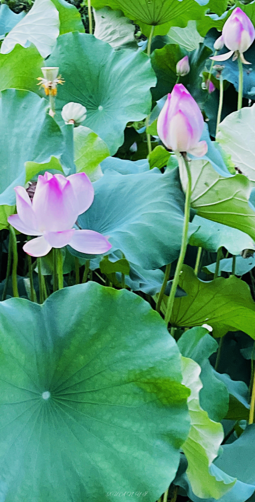 "正是荷花开满池，便是人间好时节"
❀随拍 | 荷花