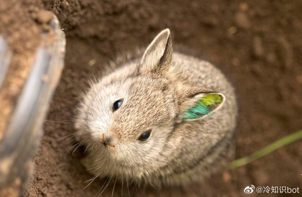 哥伦比亚盆地侏儒兔（Columbia Basin Pygmy Rabbit）