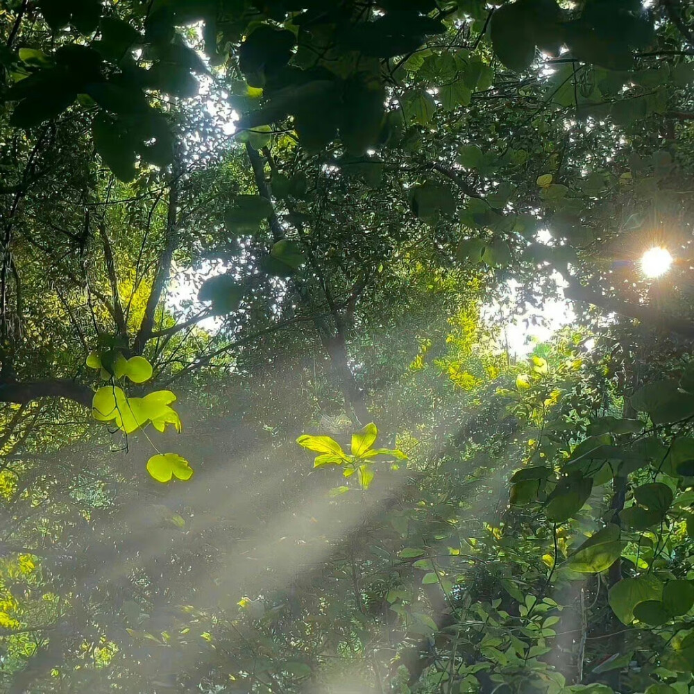 那缕阳光 也许是救赎