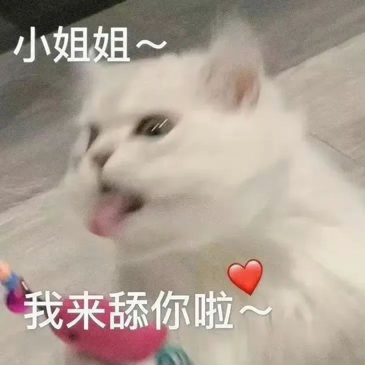 猫猫表情包