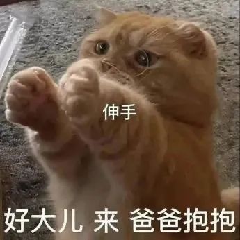 猫猫表情包