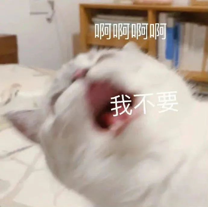 猫猫表情包