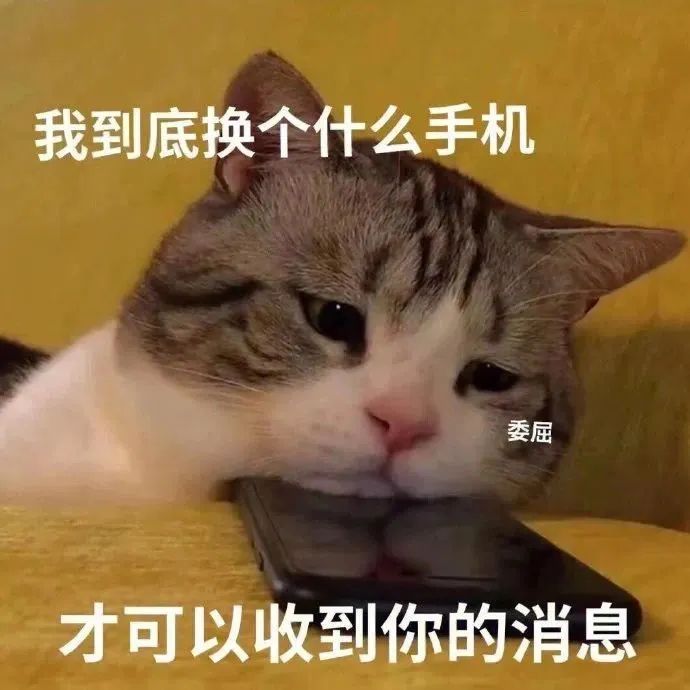 猫猫表情包