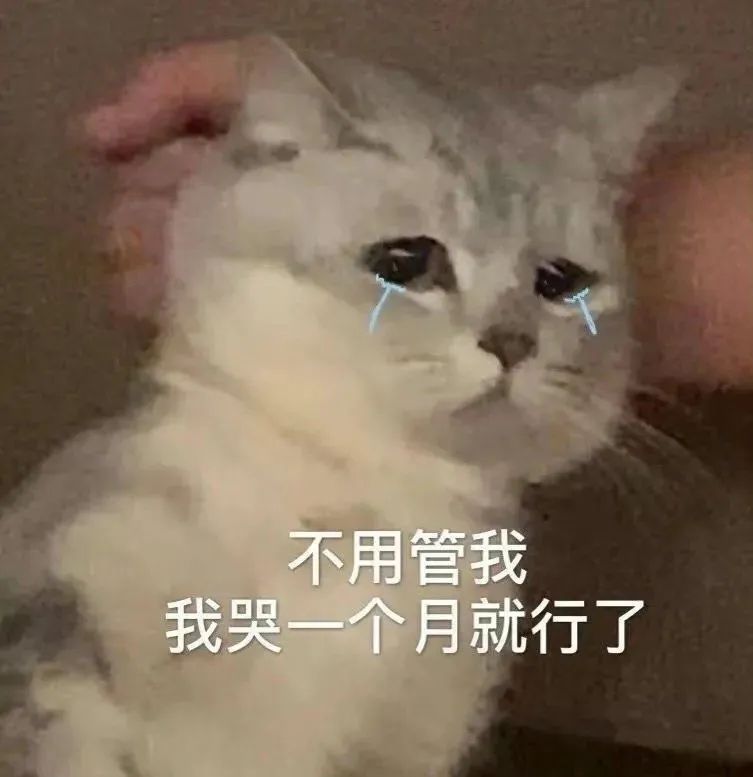 猫猫表情包