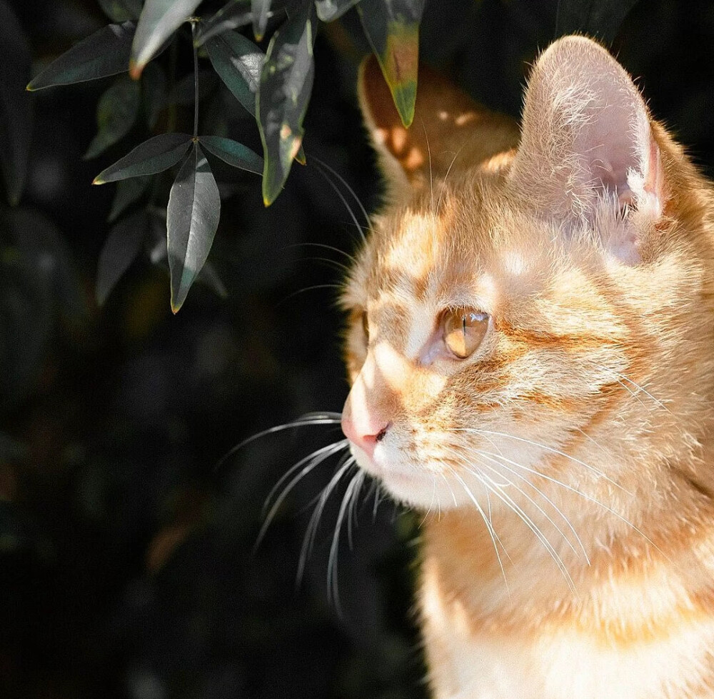 橘猫与桂花