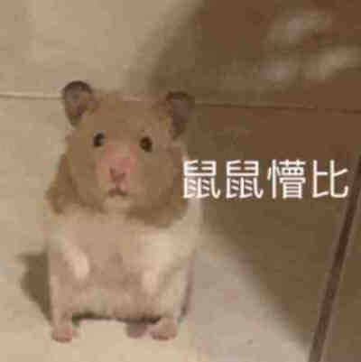 请get今日份萌宠表情包√