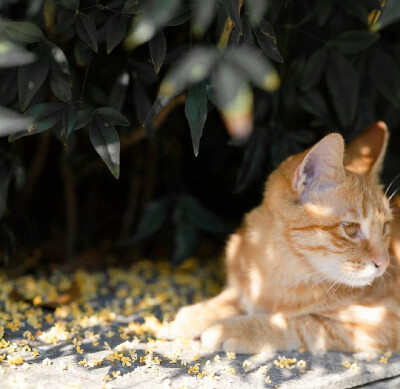 橘猫与桂花