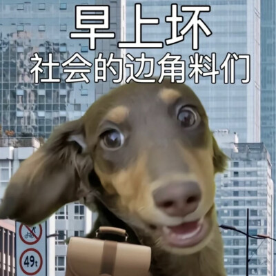 loopy表情包 - 堆糖，美图壁纸兴趣社区