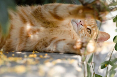 橘猫与桂花