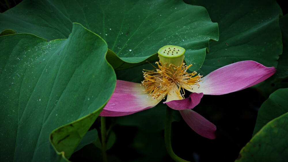 津南稻馆一荷塘，梦里锦书云收藏。雨季的荷花，更是别有一番韵味。荷叶凝珠碧晶莹，塘风清吹荡来去。雨随风，花随雨。风雨过后碧盘银珠亮晶晶，花含羞碧叶新，雨露沐浴更显清秀，碧琉璃滑净无尘，荷花妩媚羞玉颜。水是生命之源，莲为吉祥之物，有水有莲幸福万年。