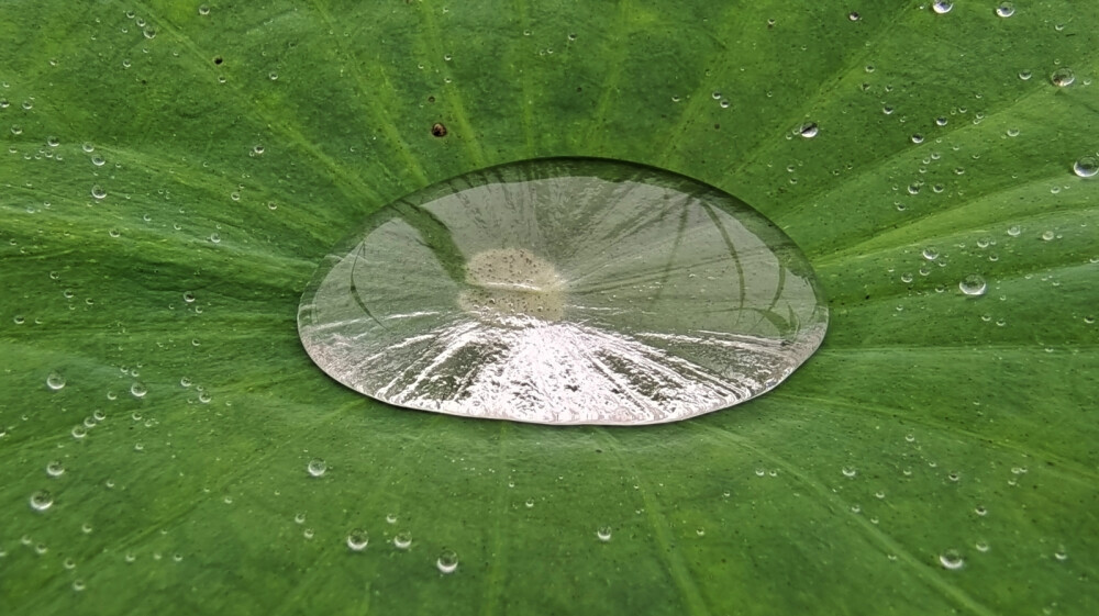 津南稻馆一荷塘，梦里锦书云收藏。雨季的荷花，更是别有一番韵味。荷叶凝珠碧晶莹，塘风清吹荡来去。雨随风，花随雨。风雨过后碧盘银珠亮晶晶，花含羞碧叶新，雨露沐浴更显清秀，碧琉璃滑净无尘，荷花妩媚羞玉颜。水是生命之源，莲为吉祥之物，有水有莲幸福万年。