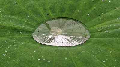 津南稻馆一荷塘，梦里锦书云收藏。雨季的荷花，更是别有一番韵味。荷叶凝珠碧晶莹，塘风清吹荡来去。雨随风，花随雨。风雨过后碧盘银珠亮晶晶，花含羞碧叶新，雨露沐浴更显清秀，碧琉璃滑净无尘，荷花妩媚羞玉颜。水…