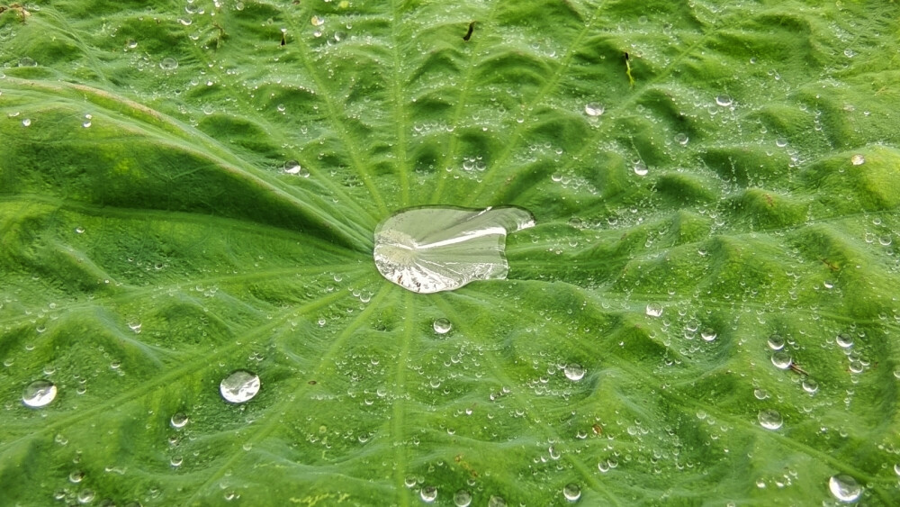 津南稻馆一荷塘，梦里锦书云收藏。雨季的荷花，更是别有一番韵味。荷叶凝珠碧晶莹，塘风清吹荡来去。雨随风，花随雨。风雨过后碧盘银珠亮晶晶，花含羞碧叶新，雨露沐浴更显清秀，碧琉璃滑净无尘，荷花妩媚羞玉颜。水是生命之源，莲为吉祥之物，有水有莲幸福万年。