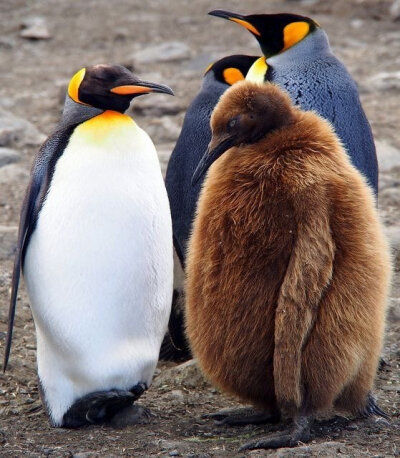 帝企鹅老爹和他的猕猴桃儿子