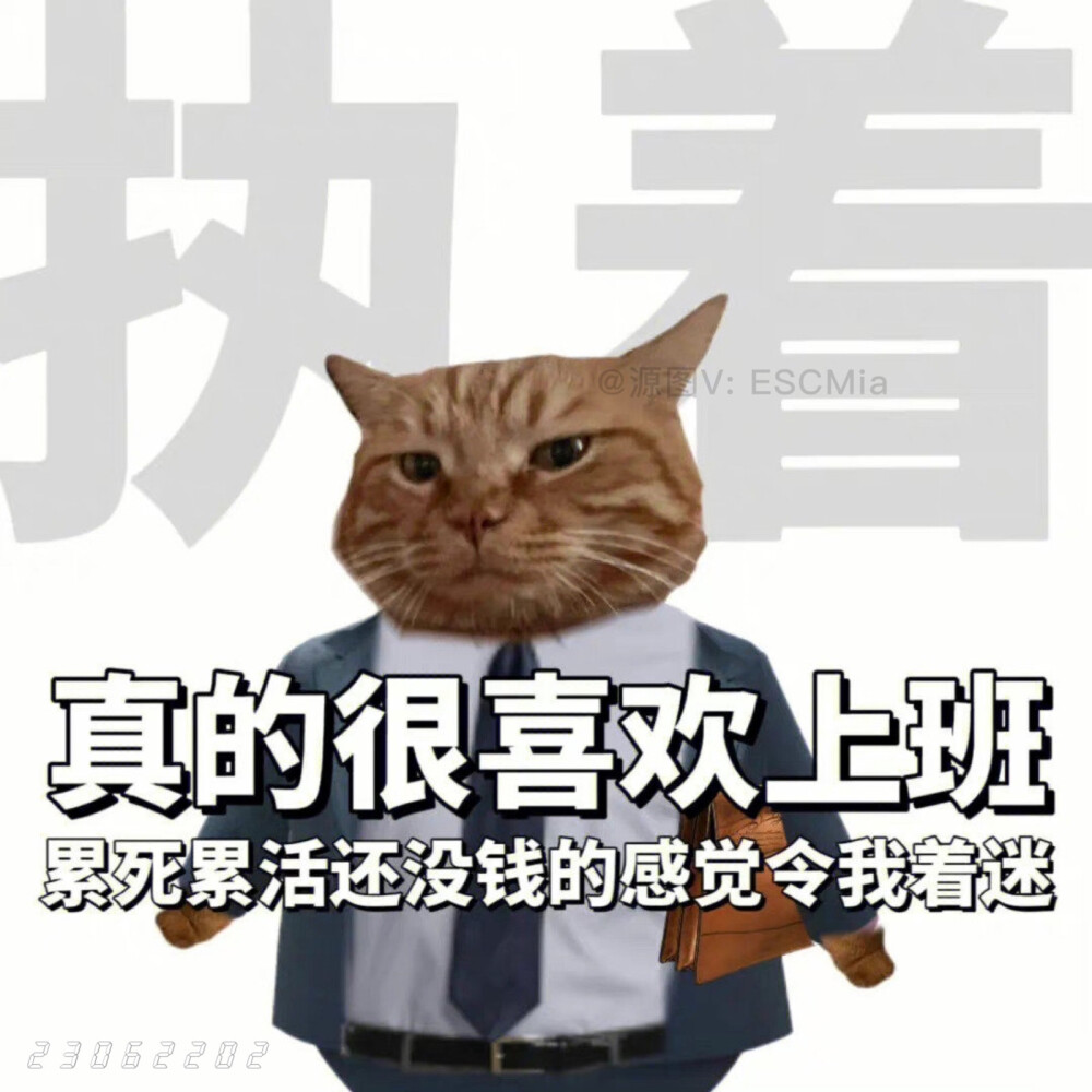 沙雕猫咪表情包