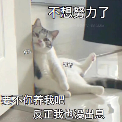 沙雕猫咪表情包