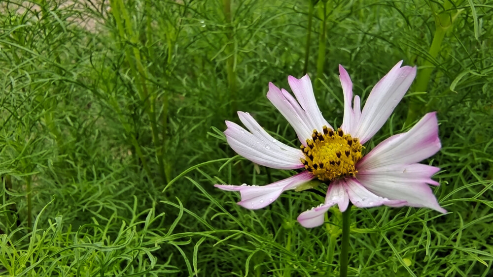 簇簇竟相鲜，株枝多锦绣。秋英花质朴，无论贫瘠还是肥沃的土地，都能见到她那青绿如玉的茎叶，金黄色、紫红色、粉白紫色，可谓是五彩缤纷。小站稻培植中心，白墙灰瓦建筑房后，有一片秋英花地，青绿如玉的茎叶及顶端的花朵，随着风吹摇来晃去，就像一群美丽的少女在翩翩起舞。