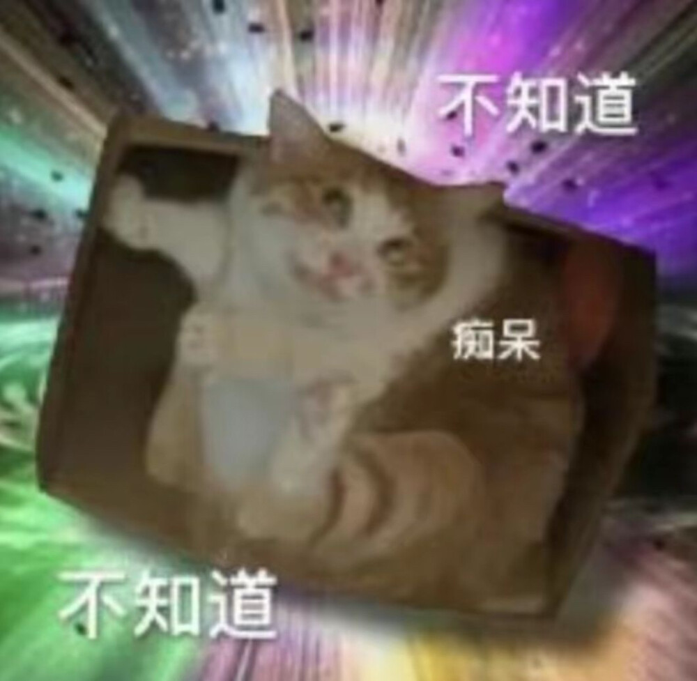 沙雕猫咪表情包