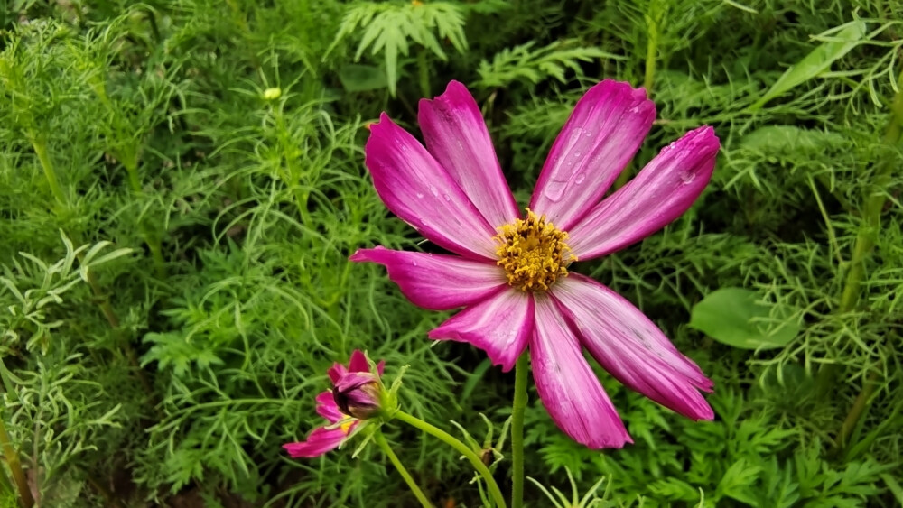 簇簇竟相鲜，株枝多锦绣。秋英花质朴，无论贫瘠还是肥沃的土地，都能见到她那青绿如玉的茎叶，金黄色、紫红色、粉白紫色，可谓是五彩缤纷。小站稻培植中心，白墙灰瓦建筑房后，有一片秋英花地，青绿如玉的茎叶及顶端的花朵，随着风吹摇来晃去，就像一群美丽的少女在翩翩起舞。