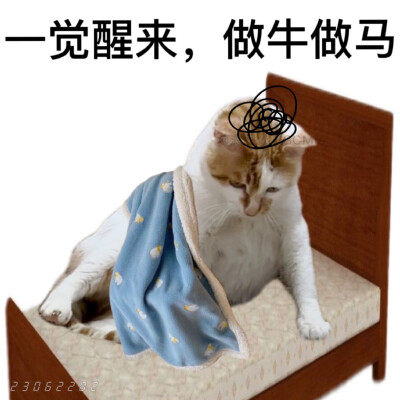 沙雕猫咪表情包