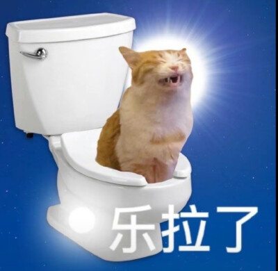 沙雕猫咪表情包