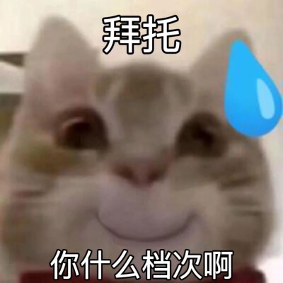 沙雕猫咪表情包