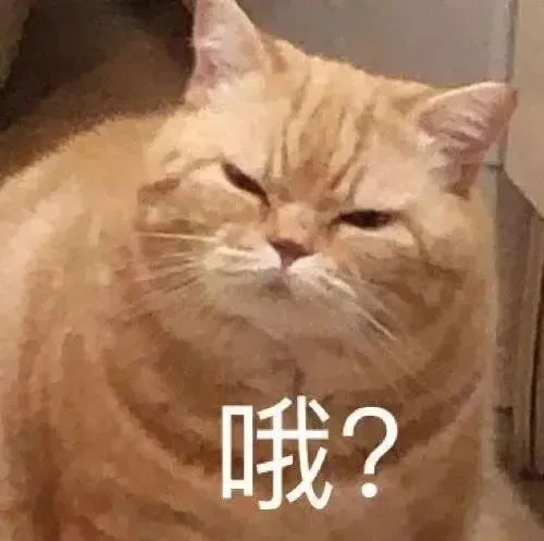 猫猫表情包