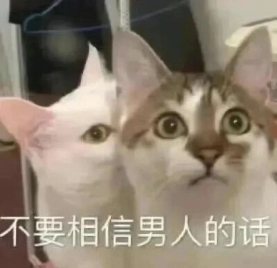 沙雕猫咪表情包