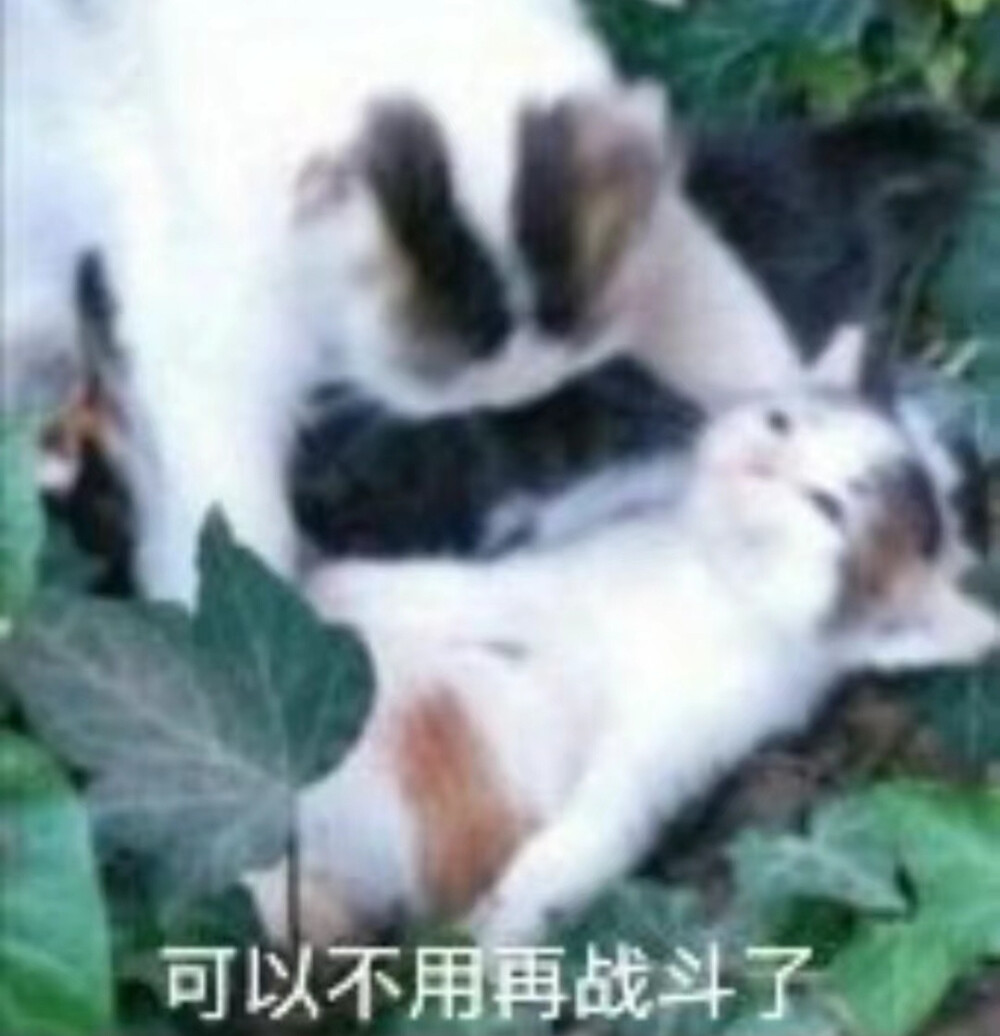 沙雕猫咪表情包