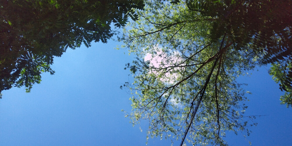 很平常的夏天，徐徐微风吹动我的发丝，突然想把这世界美好，在这短暂的一刻记录下来。自然是勃勃生机的绿色盎然像青春一样，所有人的步伐都在向往它