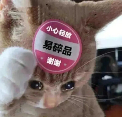 沙雕猫咪表情包