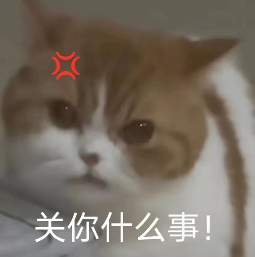 猫猫表情包