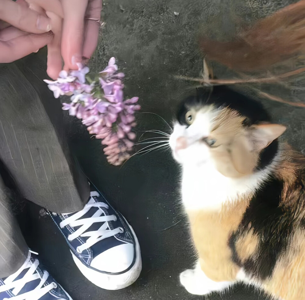 pet
