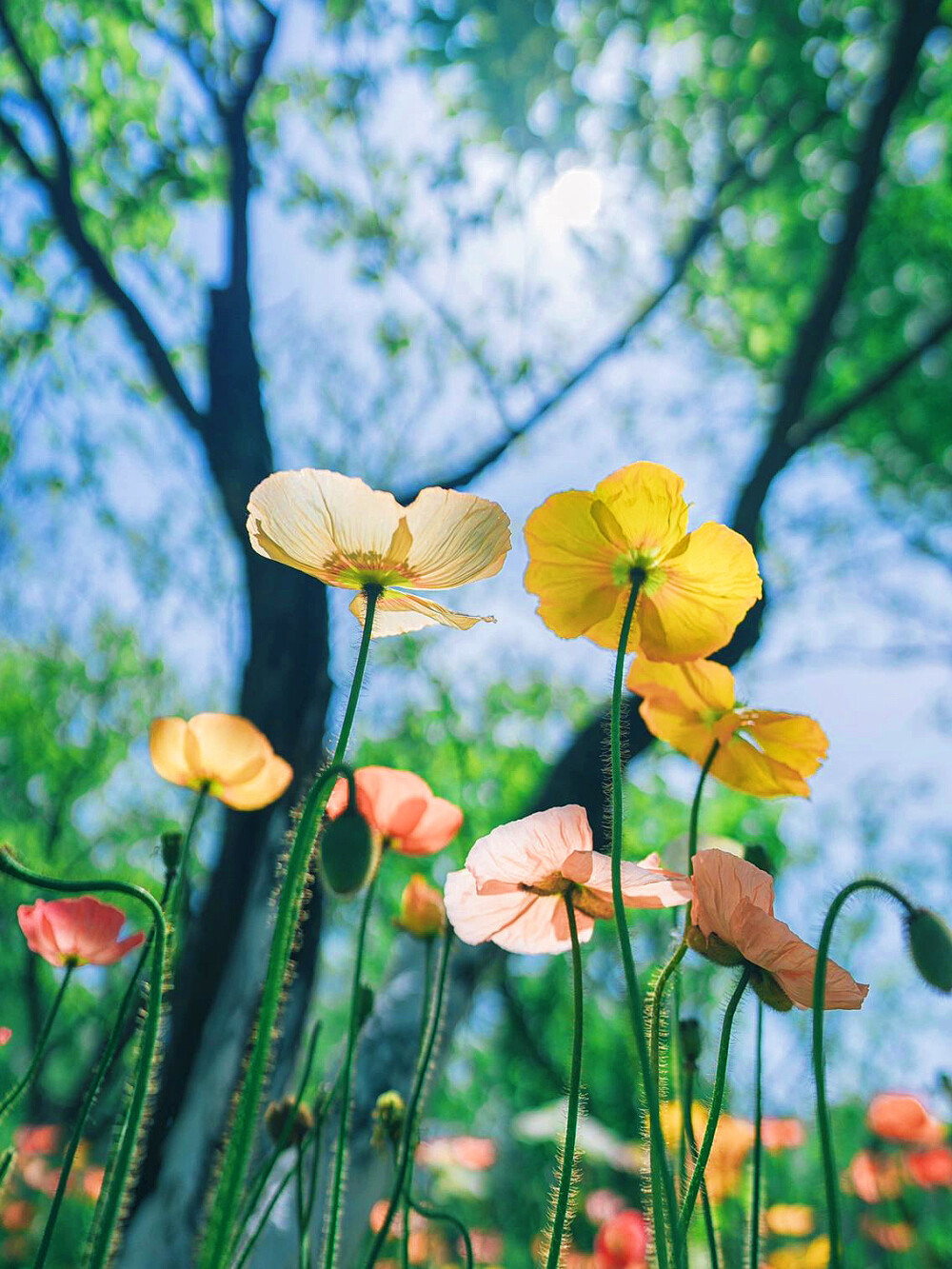 花海