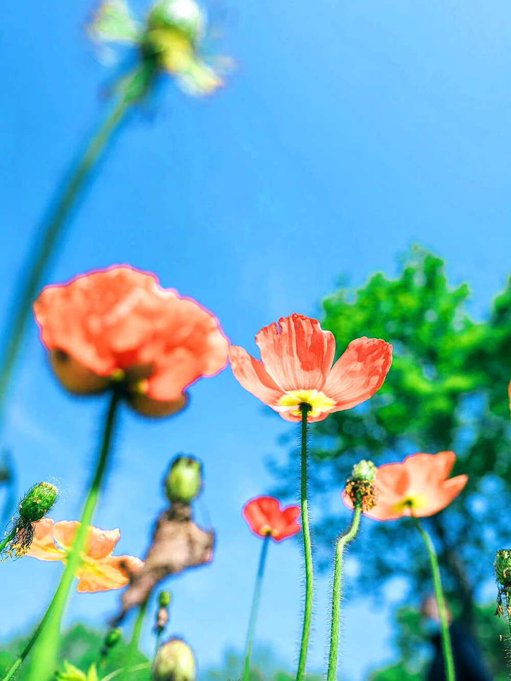 花海