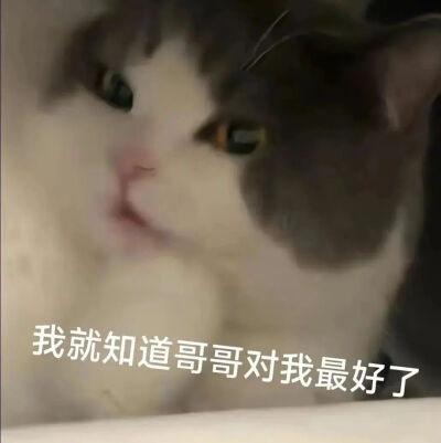 猫猫表情包