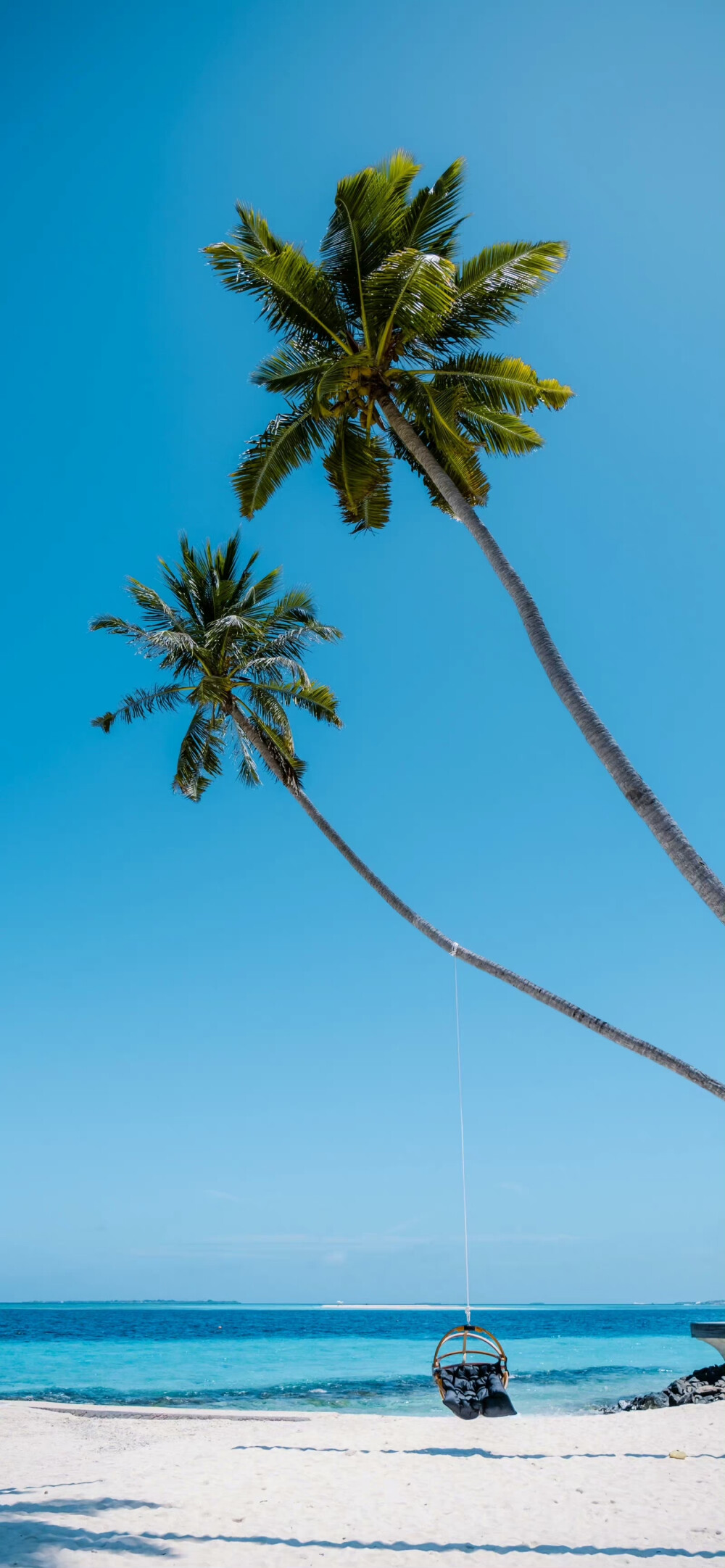 coconut tree.