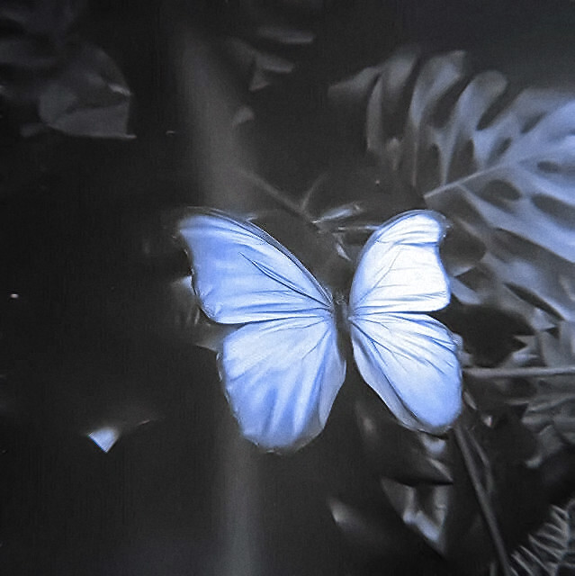 butterfly/*'。蝴蝶效應身近に現れるかどうか》