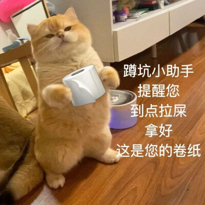 猫猫表情包