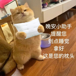 猫猫表情包