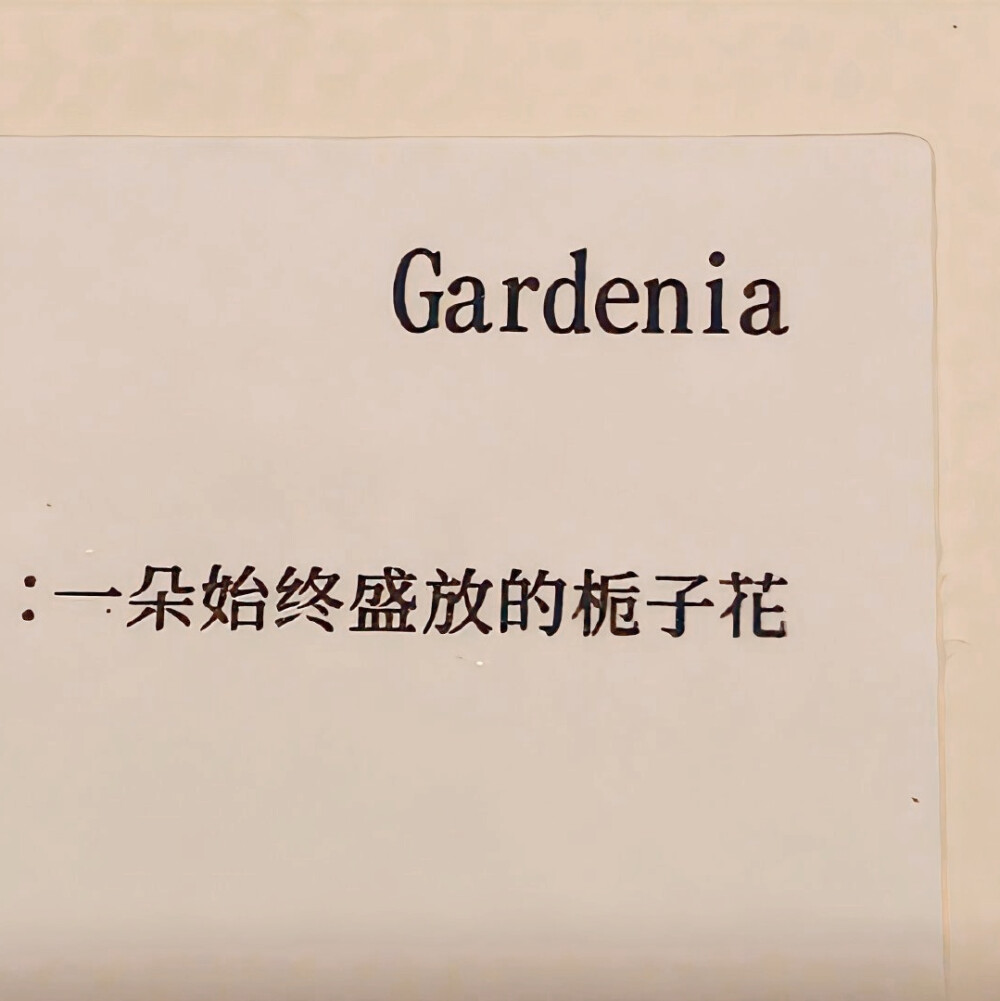 Gardenia
：一朵始终盛放的栀子花