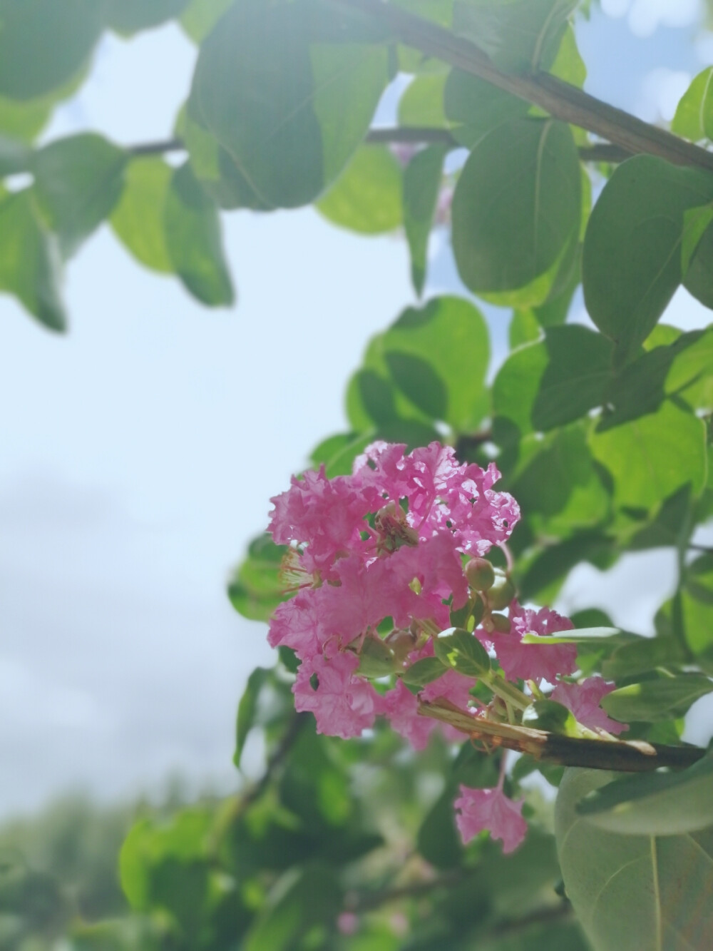 常闻百日艳，兹睹数枝妍。种处名华省，开时接御烟。不争春色蚤，尚发秋风前。繁蕊既能久，微芳何用宣。
《紫薇花》明·钟芳
天孙擘碎彩云堆，散入幽斋作绛帷。暑雨渐多蒸溽甚，故乘新霁曝葳蕤。
《紫薇花》宋·许及之
手植盘洲圃，心怀西掖垣。至今花萼上，雨露有深恩。
《紫薇花》宋·刘克庄
风标雅合对词臣，映砚窥窗伴演纶。忽发一枝深谷里，似知茅屋有诗人。
《紫薇花》明·邵宝
簇簇繁缨色，谁教媚早秋。省臣今白首，还忆浙中楼。
《紫薇花》宋·华镇
雨馀庭下紫薇芳，帘幕风清发早凉。细叶密攒红縠皱，纤枝交曳彩霞长。清都旧许分星号，西掖曾容对省郎。怅望日边承露掌，何时相与照秋光。
《紫薇花》唐·杜牧
晓迎秋露一枝新，不占园中最上春。桃李无言又何在，向风偏笑艳阳人。
