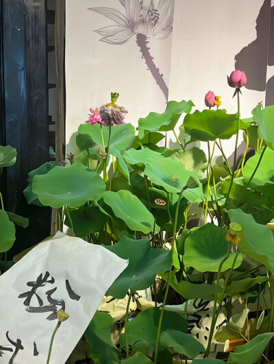 新中式国风 荷花壁纸