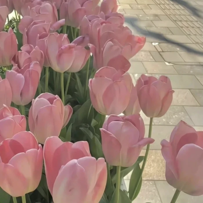 でも桜は春に咲かなければなりません