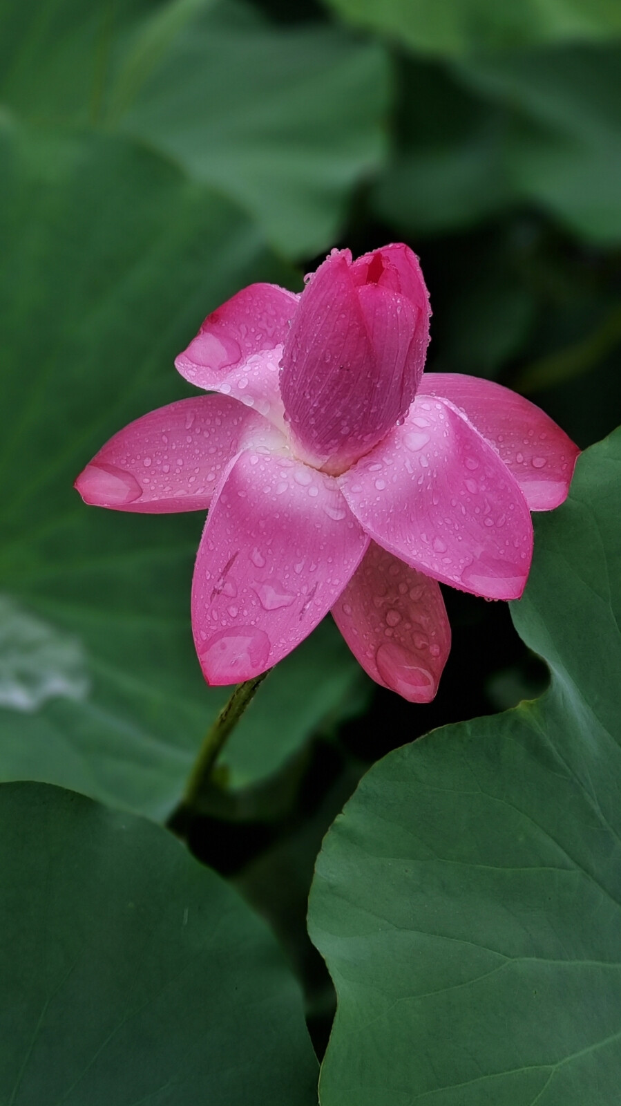 风雨荷花之魅力。碧琉璃滑净无尘，荷花妩媚羞玉颜。津南稻馆一荷塘，风雨潇潇莲蓬荷，更是别有一番韵味。荷叶凝珠碧晶莹，塘风清吹荡来去。雨随风，花随雨。风雨过后碧盘银珠亮晶晶，花含羞碧叶新。碧琉璃滑净无尘，荷花妩媚羞玉颜。